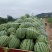 四川锦霸988西瓜绵阳精品西瓜产地直发大量有现货