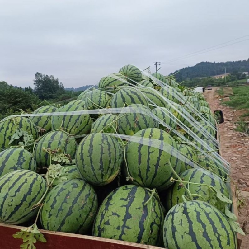 四川锦霸988西瓜绵阳精品西瓜产地直发大量有现货