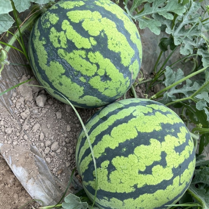 四川锦霸988西瓜绵阳精品西瓜产地直发大量有现货