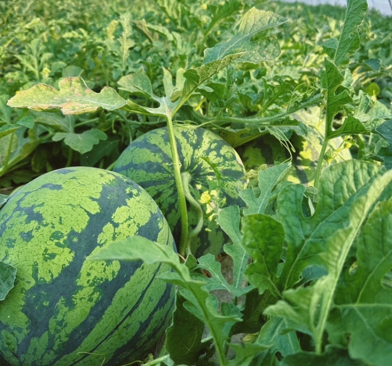 四川锦霸988西瓜绵阳精品西瓜产地直发大量有现货