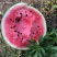 江油市精品西瓜四川锦霸988西瓜包熟包甜基地直发