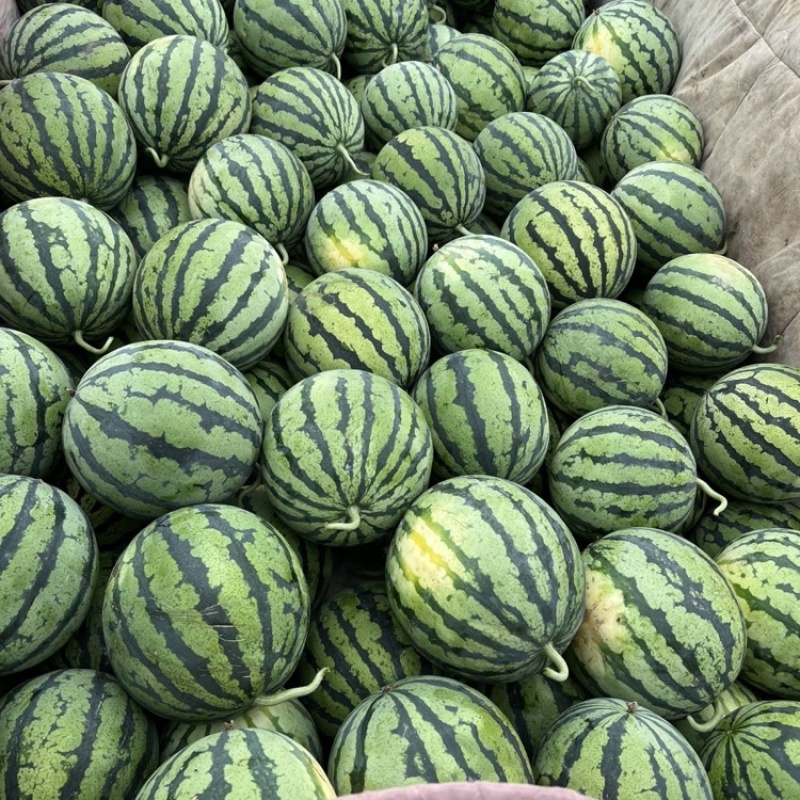 江油市精品西瓜四川锦霸988西瓜包熟包甜基地直发