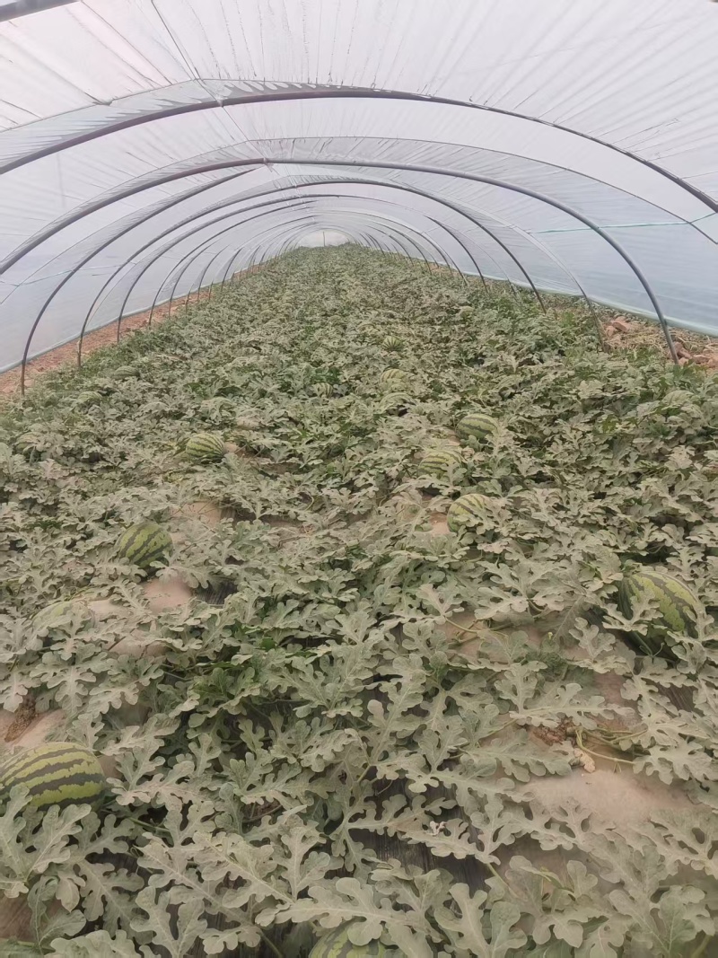 【实力推荐】陕西甜王西瓜大量上市/基地直发/对接商超市场
