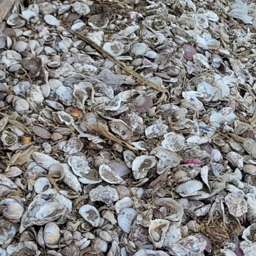 海鲜壳子