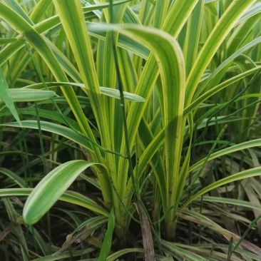 金边麦冬