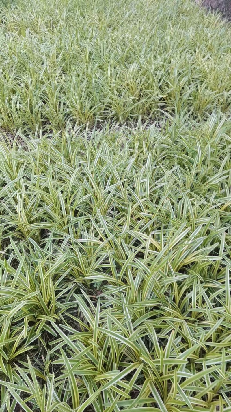 金边麦冬