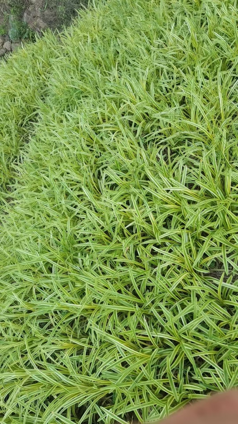 金边麦冬