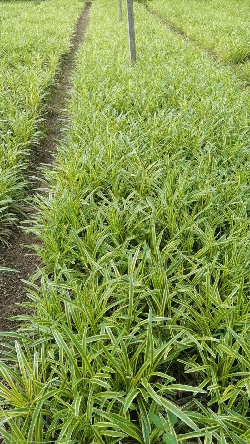 金边麦冬