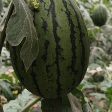 小糖丸，2k.l600冰糖子