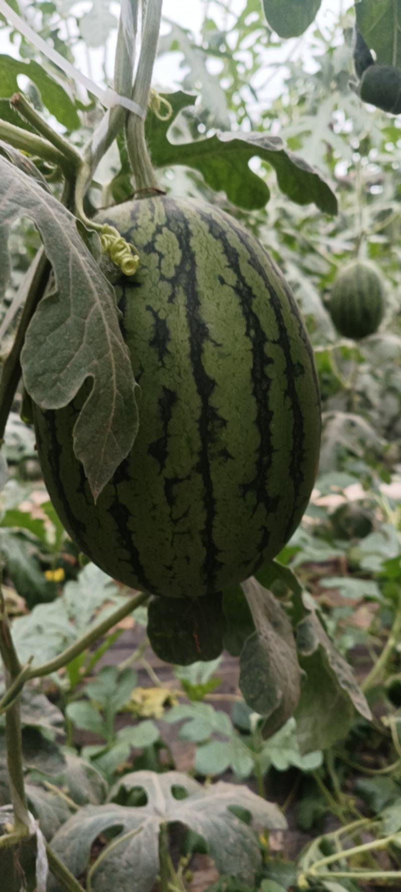 小糖丸，2k.l600冰糖子