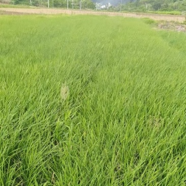 大叶麦冬