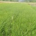 大叶麦冬