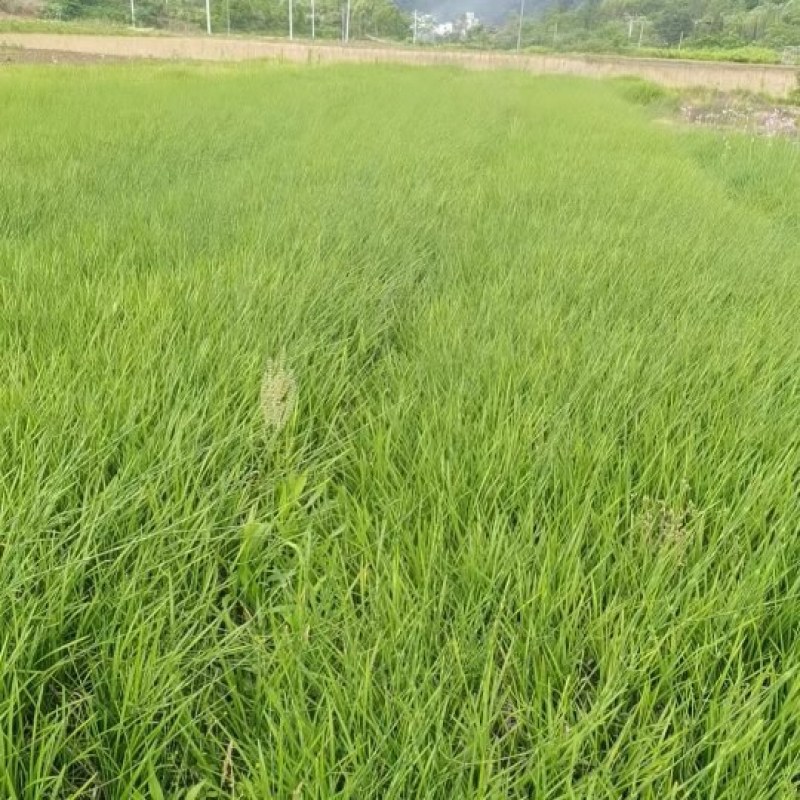 大叶麦冬