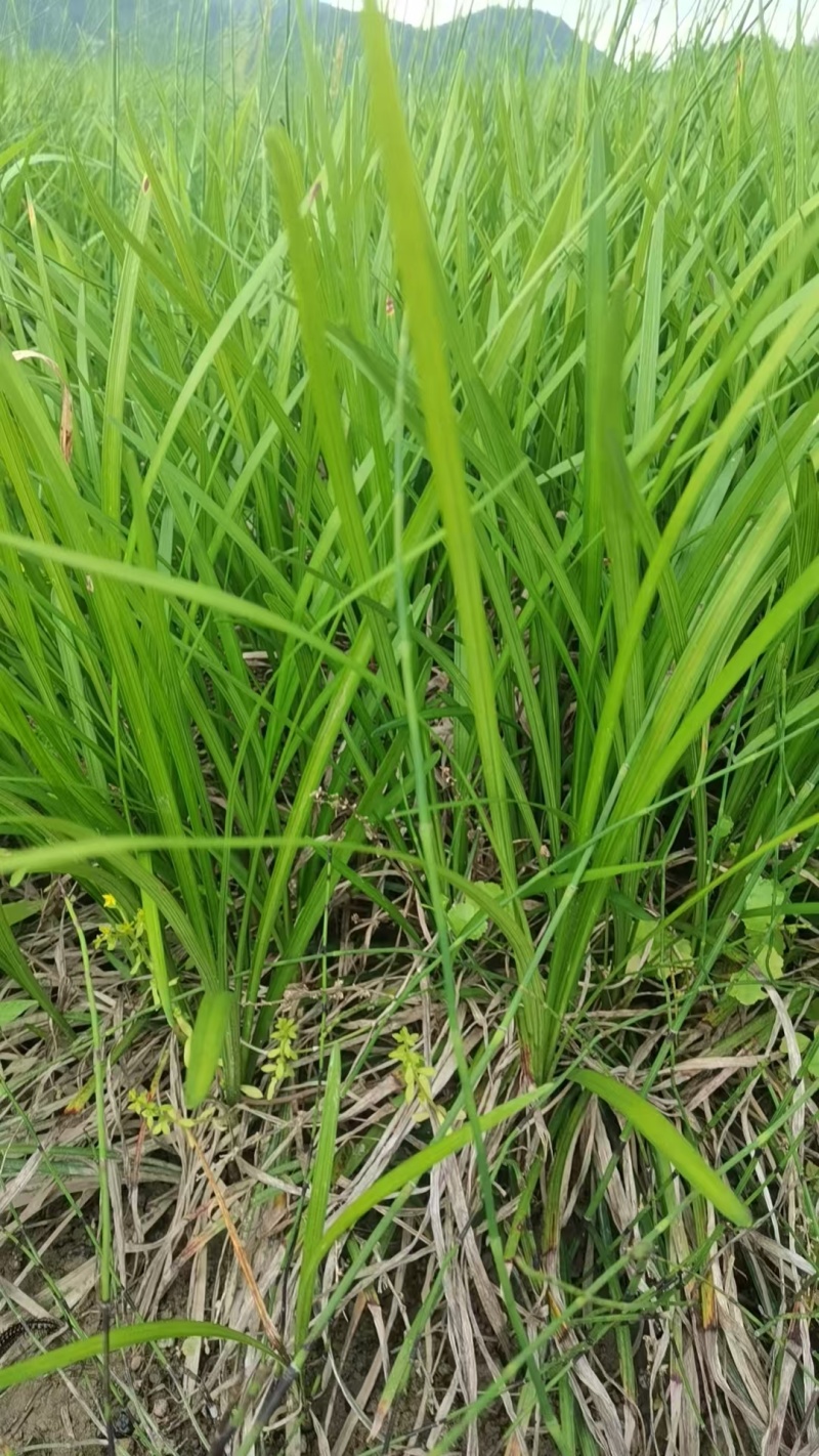 大叶麦冬