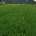 大叶麦冬