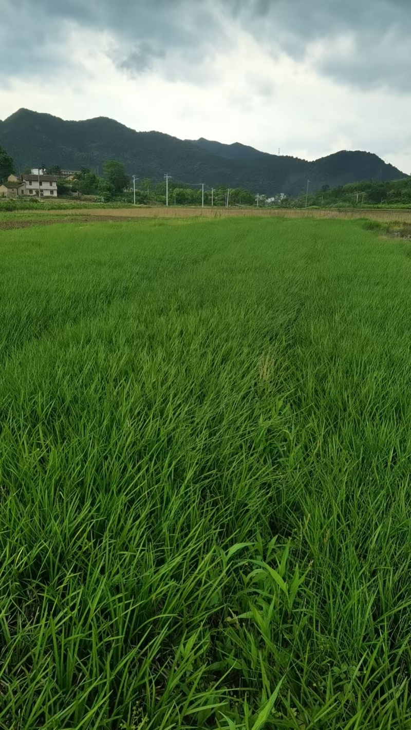 大叶麦冬