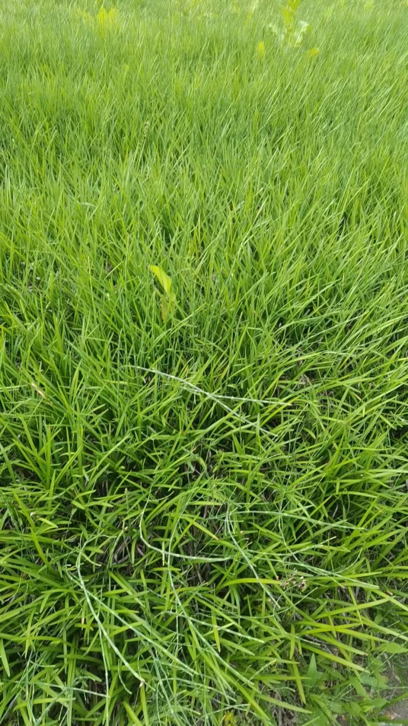 大叶麦冬