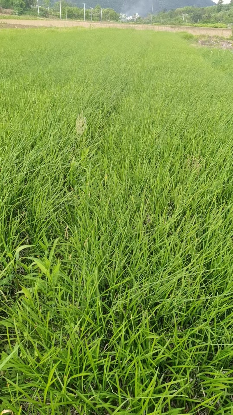大叶麦冬
