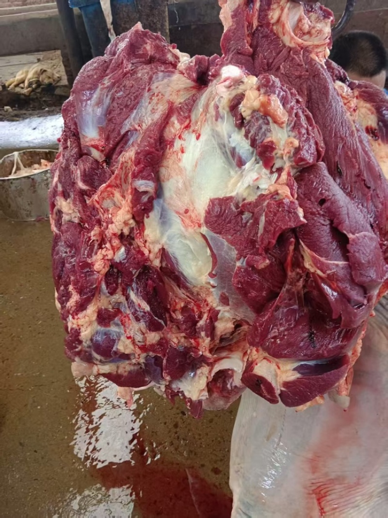马肉，马肋条，马腿肉纯干货精修不肥，货源稳定，价格低