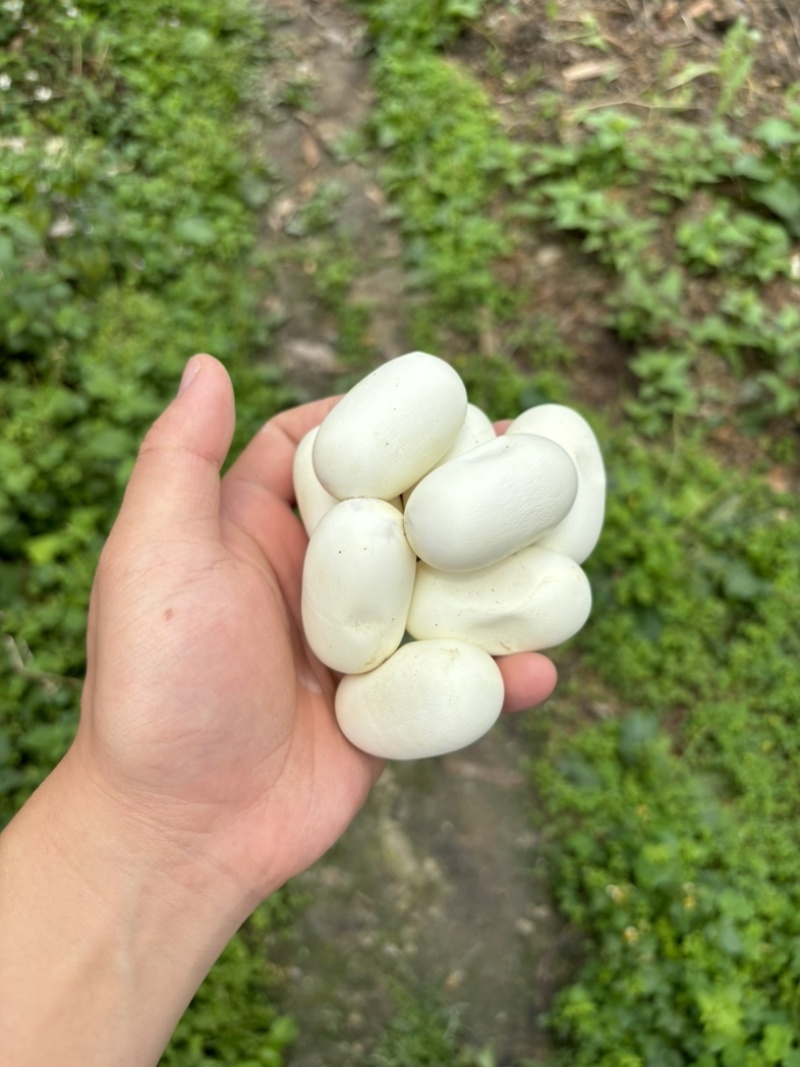 眼镜蛋水律蛇蛋露天养殖非常好养，孵化率高