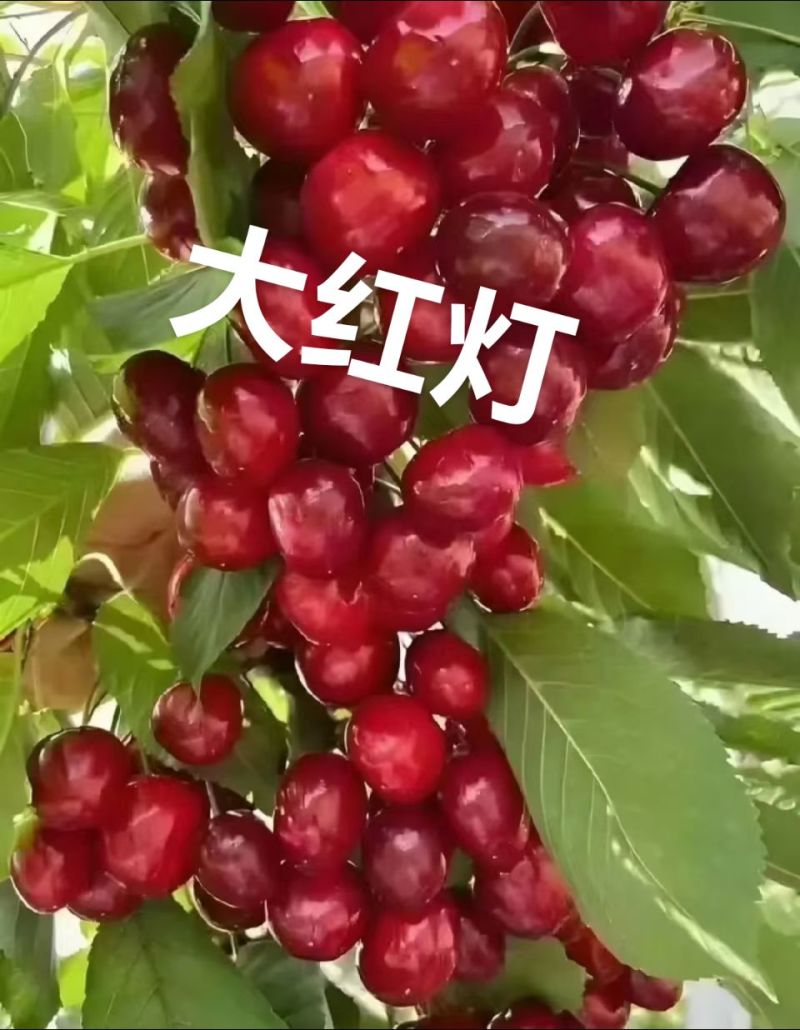 山亭大樱桃小樱桃