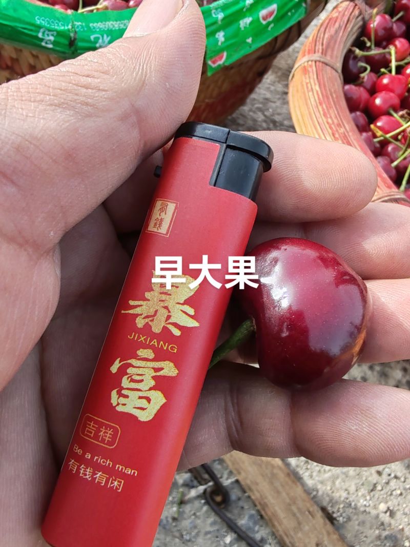 山亭大樱桃小樱桃