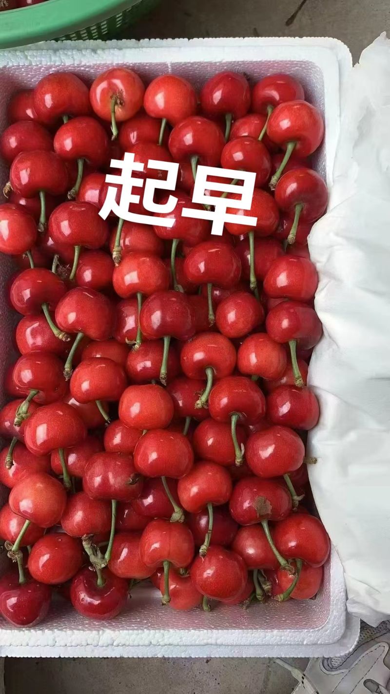 山亭大樱桃小樱桃