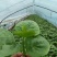 木耳菜