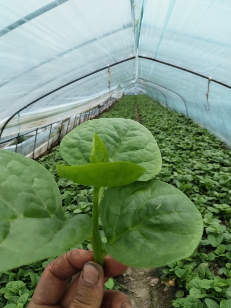 木耳菜