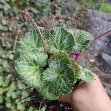 虎耳草绿植盆景产地大量供应一手货源