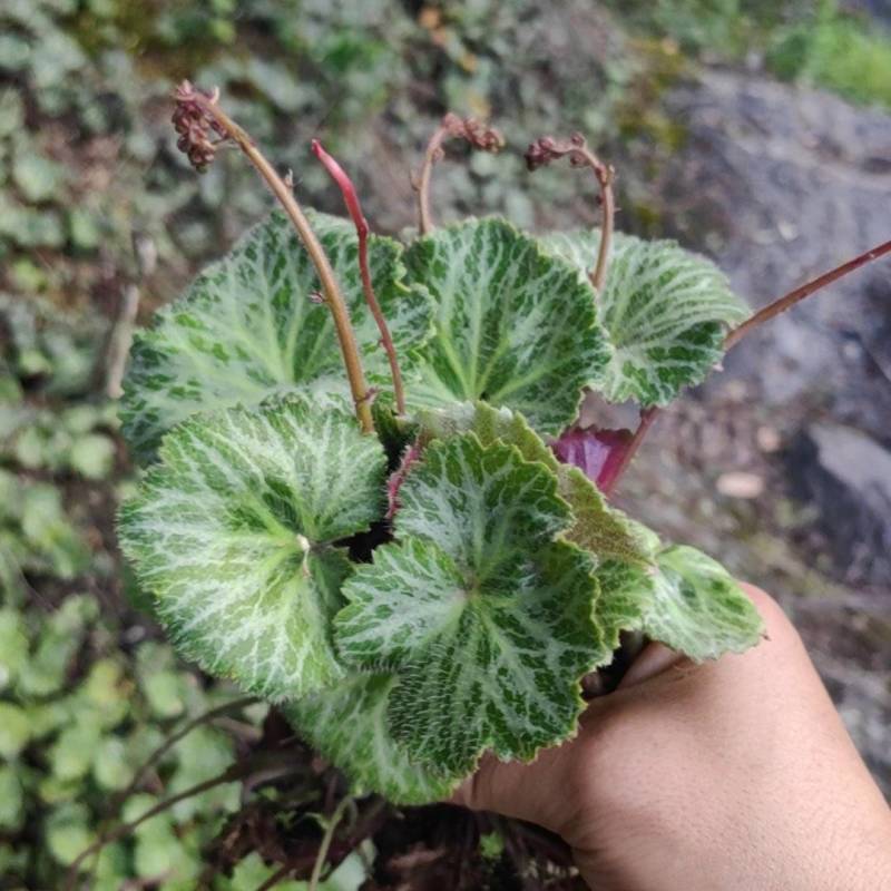 虎耳草绿植盆景产地大量供应一手货源
