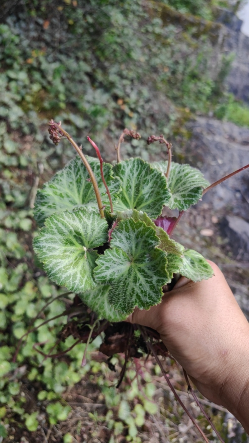 虎耳草绿植盆景产地大量供应一手货源