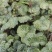 虎耳草绿植盆景产地大量供应一手货源