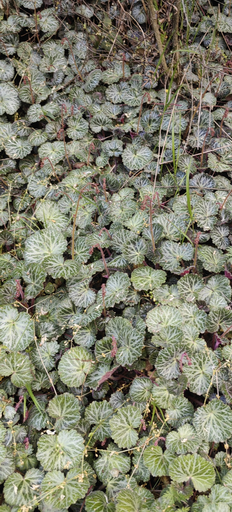 虎耳草绿植盆景产地大量供应一手货源