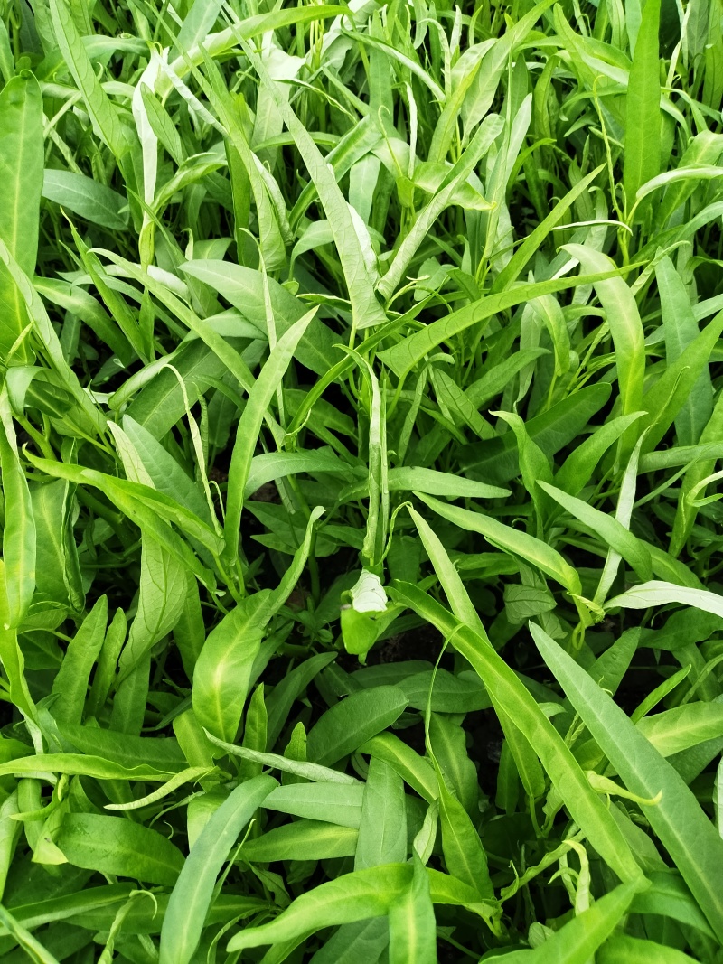 空心菜