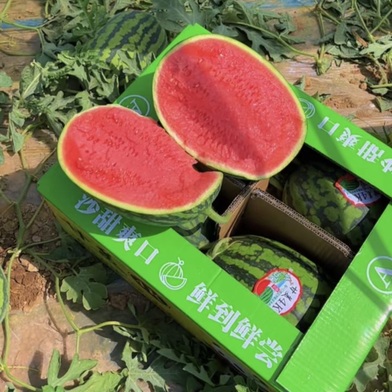甘美4K大量现货糖度14➕有需要的老板可以随时联系我们