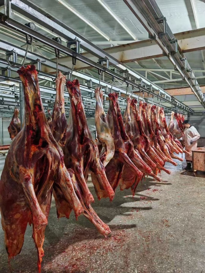 蒙古马肉（抄码五分体）（抄码四分体）发往全国量大从优
