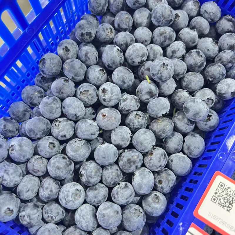 精品蓝莓F6