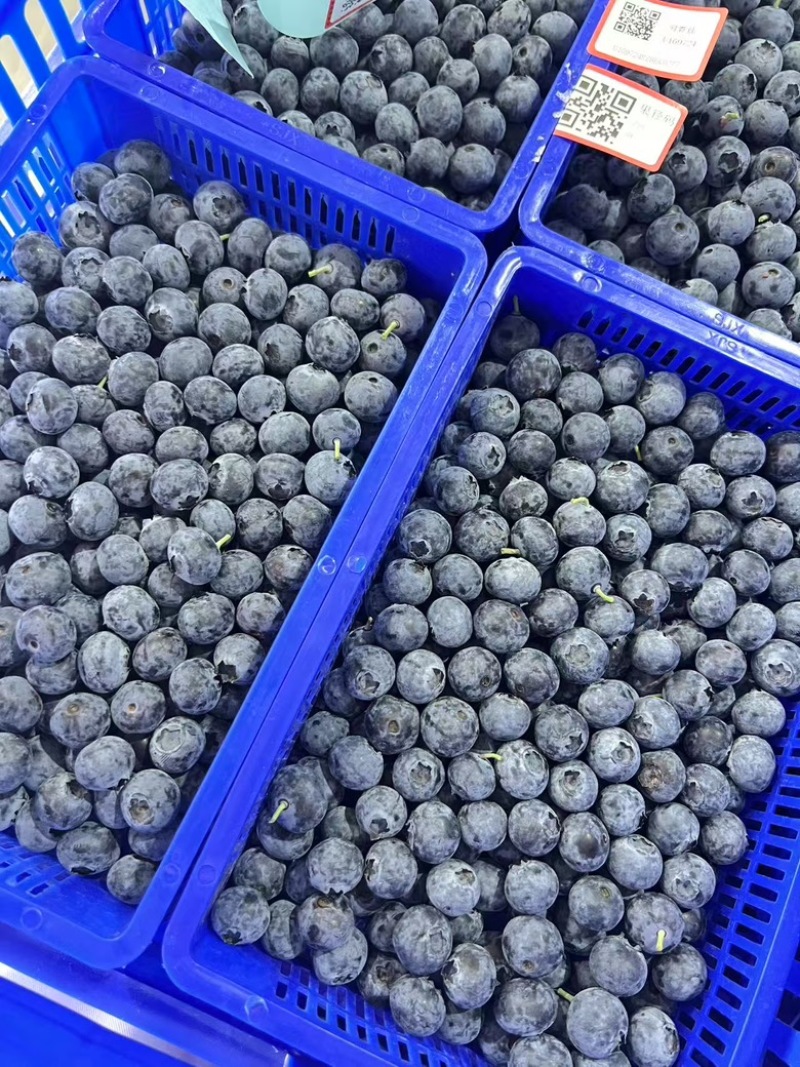 精品蓝莓F6