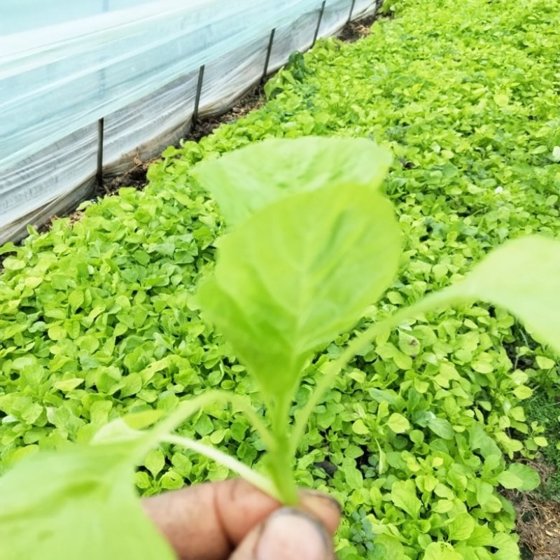 白苋菜