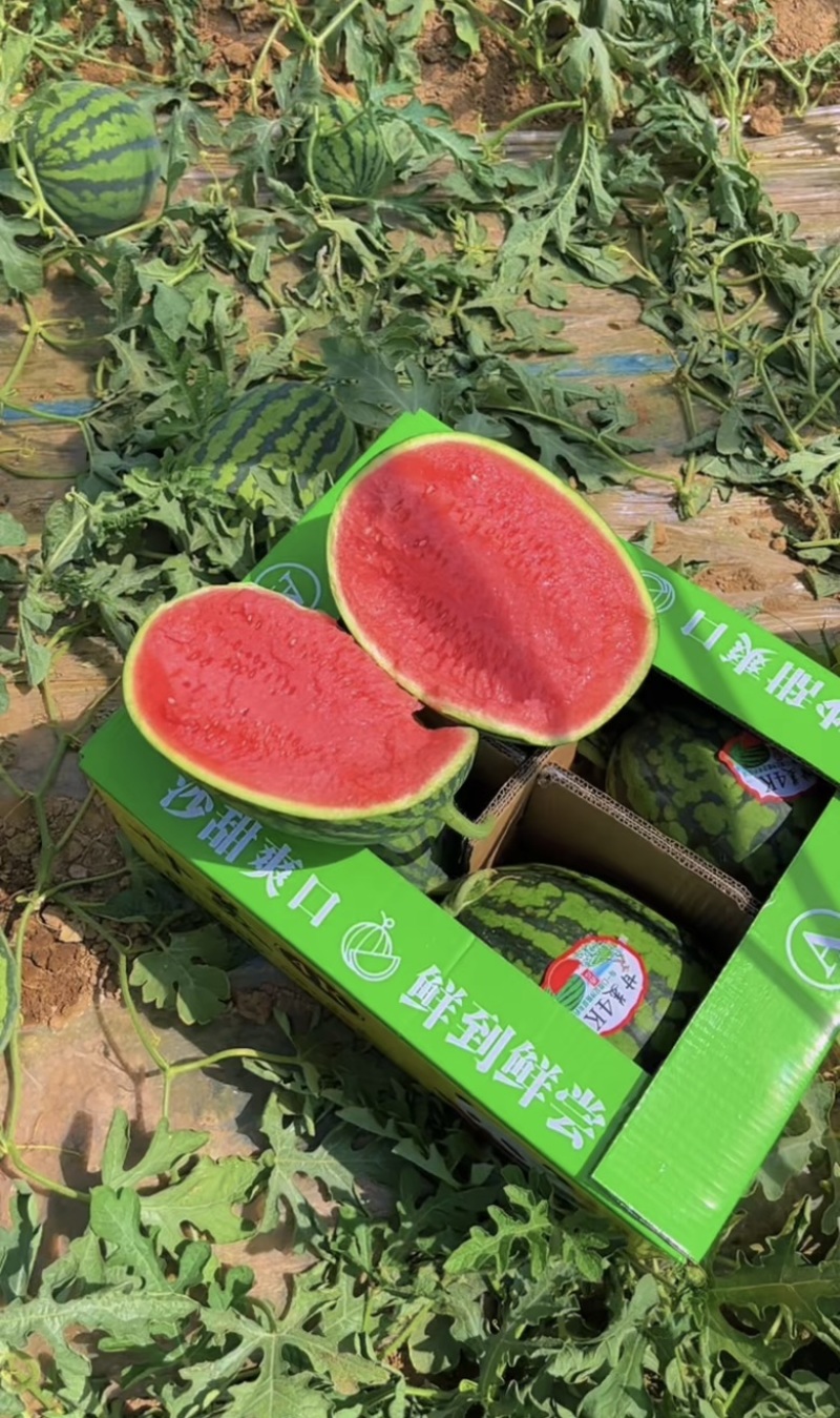 甘美4K大量现货糖度14➕有需要的老板可以随时联系我们