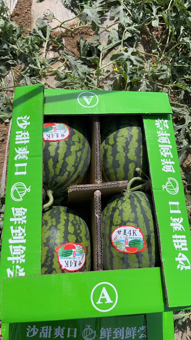 甘美4K大量现货糖度14➕有需要的老板可以随时联系我们