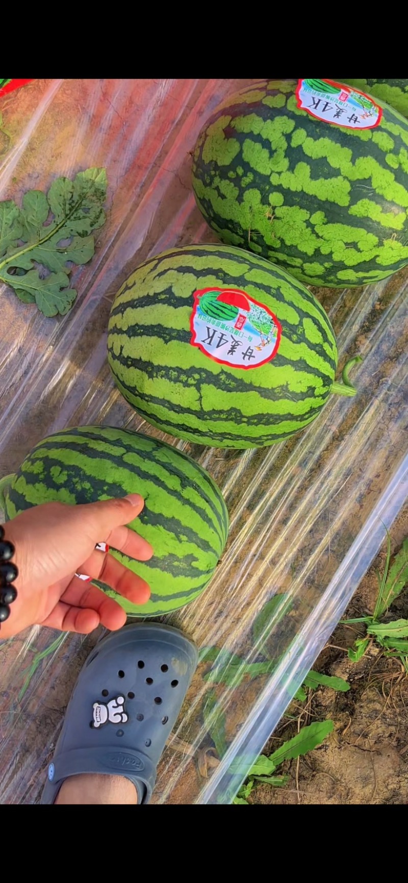 甘美4K大量现货糖度14➕有需要的老板可以随时联系我们
