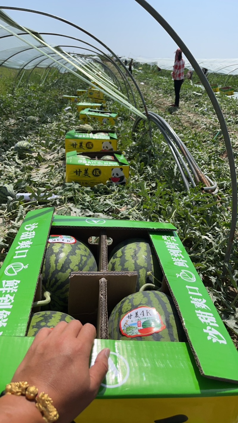甘美4K大量现货糖度14➕有需要的老板可以随时联系我们