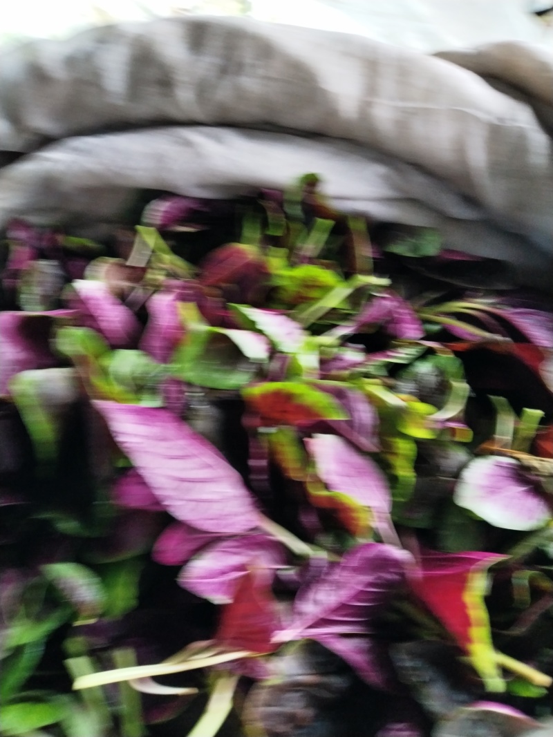 红苋菜