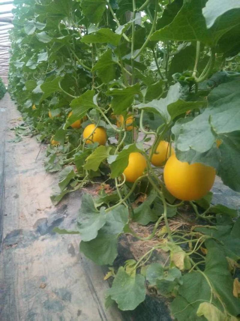 久红瑞甜瓜精品电商规格全一手货源质量保证欢迎合作