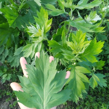 端午新鲜艾草