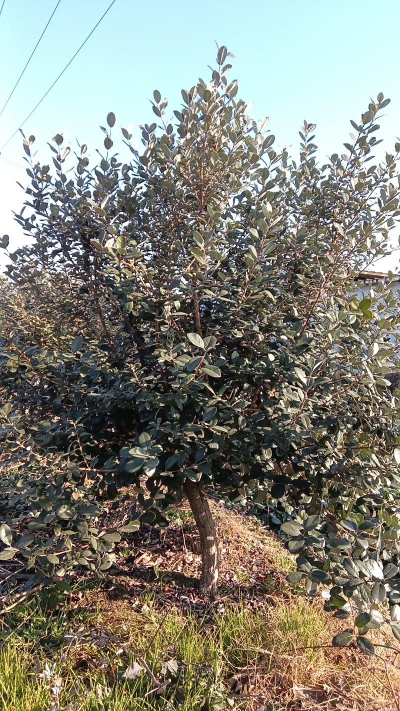 【苗圃直供】菲油果树苗一手货源量大价优欢迎来电咨询