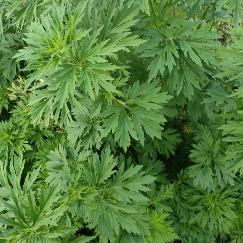 野生紫花益母草，有300吨