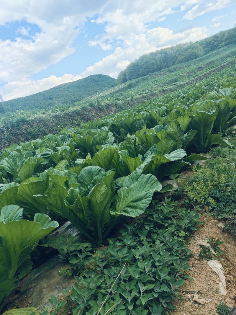 五月青青菜